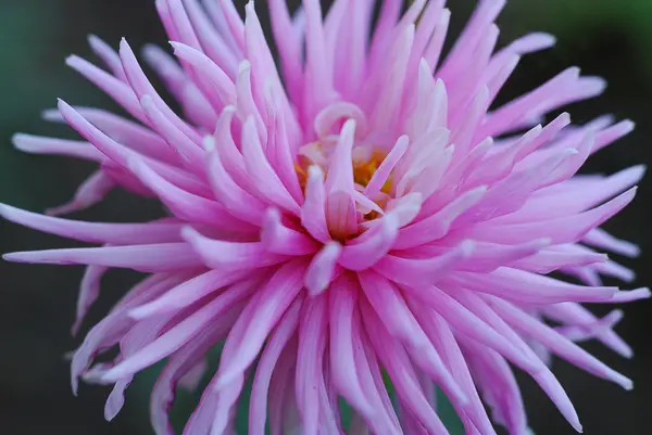 stock image Dahlia