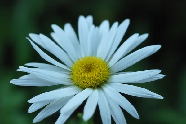 stock image White daisy