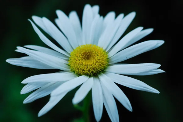 ขาว daisy — ภาพถ่ายสต็อก