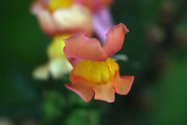 stock image Flower