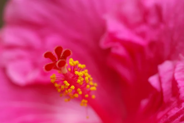 stock image Hibiscus