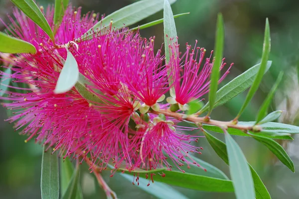 stock image Bottle brush