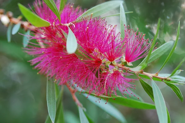 stock image Bottle brush