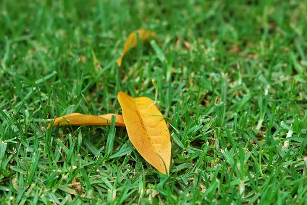 stock image Dead leaves