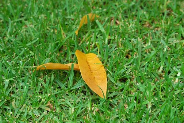 stock image Dead leaves