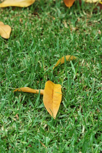 stock image Dead leaves