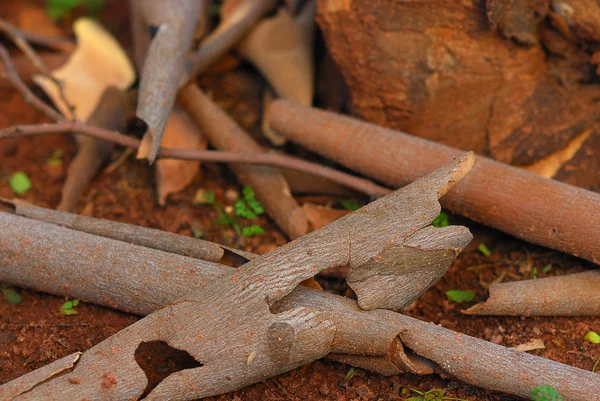 stock image Tree bark