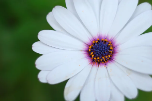 stock image White daisy