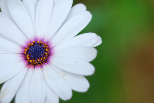 stock image White daisy