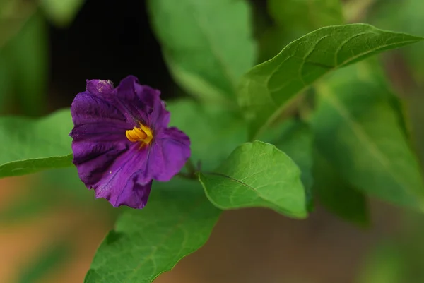 stock image Purple flower