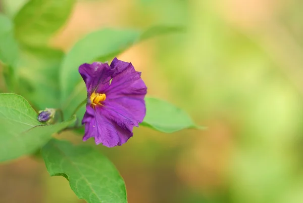 stock image Purple flower