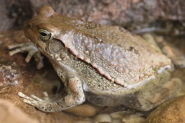 stock image Frog in water