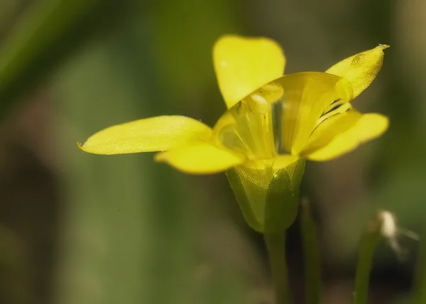 Fleur jaune — Photo