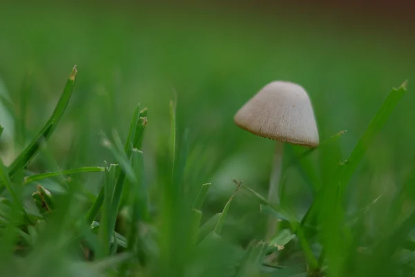 stock image Mushroom