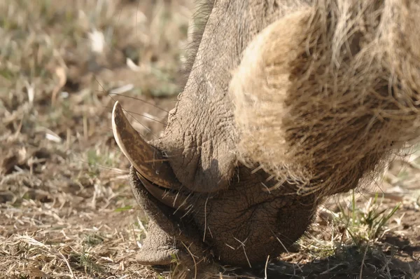 stock image Warthog tooth