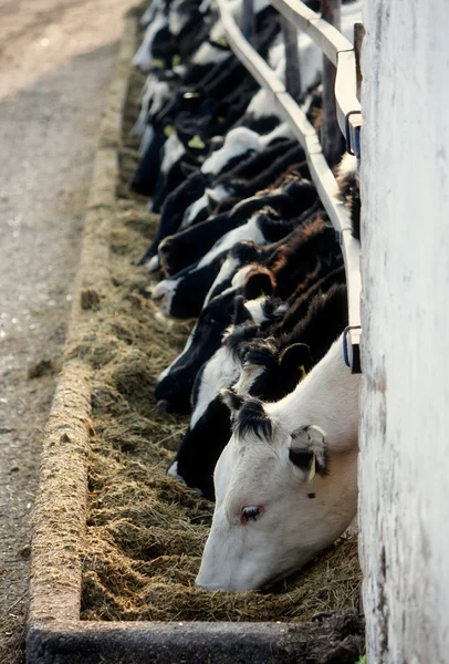 Αγελάδα αγρόκτημα — Φωτογραφία Αρχείου