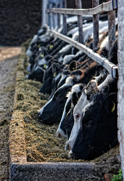 Granja de vacas —  Fotos de Stock