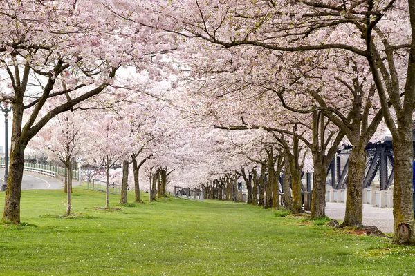 워터 프론트 공원에서 벚꽃 나무 — 스톡 사진
