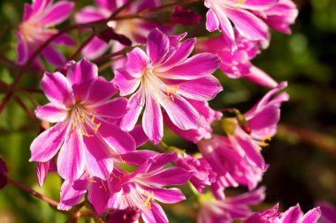 Lewisia Cotyledon Flowers clipart