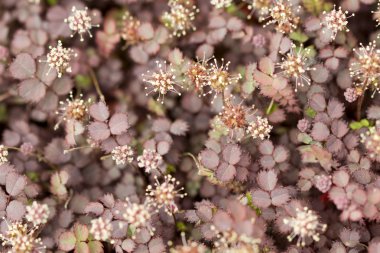 New Zealand Burr Groundcover clipart