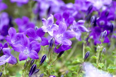 Campanula portenschlagiana mavi çan çiçekleri