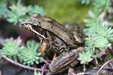 Pacific Tree Frog among succulent plant clipart