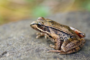 Pacific Tree Frog on a Rock clipart