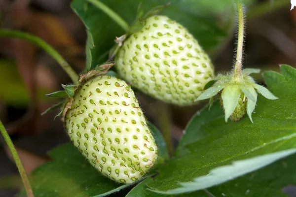 Olgunlaşmamış yeşil çilek meyve — Stok fotoğraf