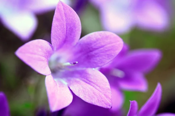 Campanula portenschlagiana μπλε closeup λουλούδια κουδούνι — Φωτογραφία Αρχείου