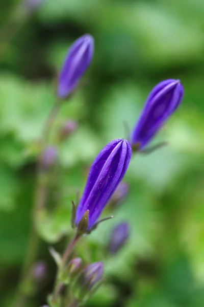 Campanula portenschlagiana blaue Glockenblumenknospen — Stockfoto