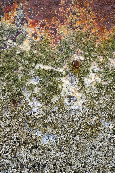 stock image Barnacles on Rusty Shipwreck Vertical