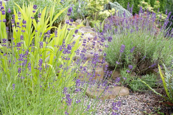 Garden Path with English Lavender Flowers — Stock Photo, Image