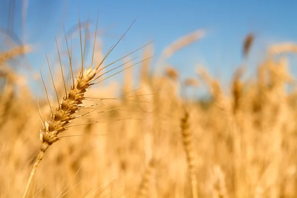 stock image Wheat Grass in Farm Field