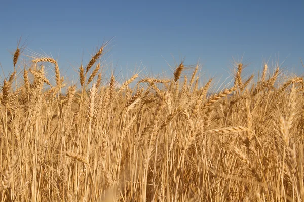 Stock image Field of Wheat Grass