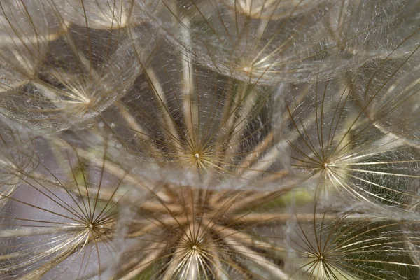 Pissenlit fleur tête de graine macro gros plan — Photo