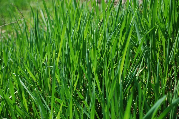 Гренн трава в сонячних променях Ліцензійні Стокові Зображення