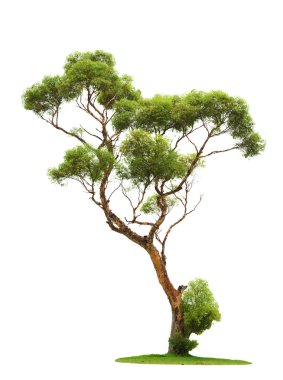 Tree on white background clipart