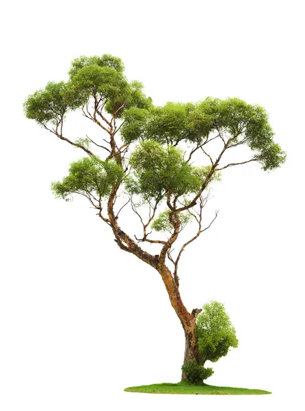 Beyaz arkaplanda ağaç - Stok İmaj