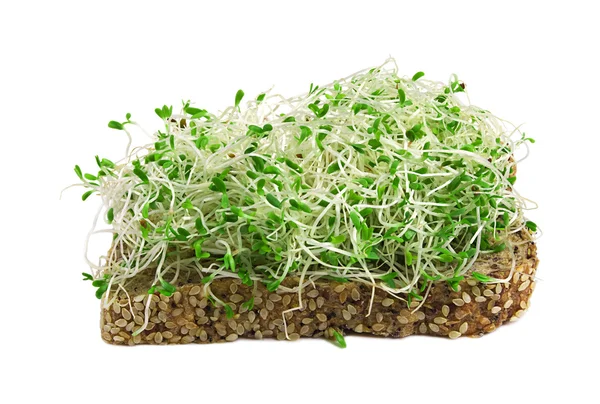 Brotes de alfalfa — Foto de Stock