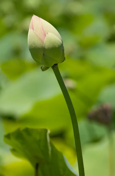 Sacred Lotus — Stock Photo, Image
