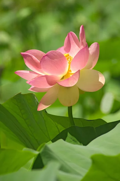 Kutsal lotus — Stok fotoğraf