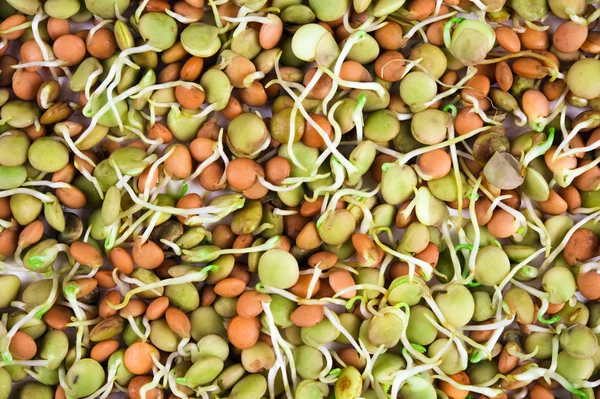 Семена чечевицы — стоковое фото