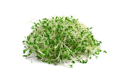 Alfalfa sprouts clipart