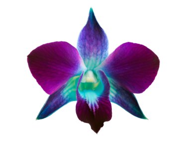 Orchid clipart