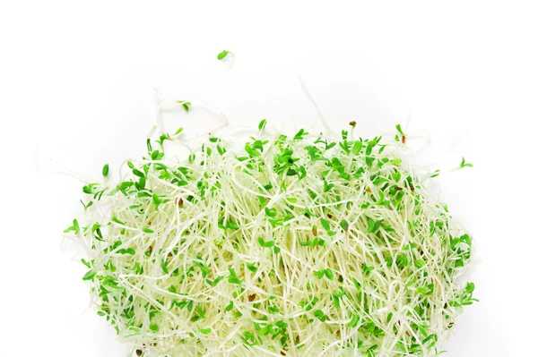 Alfalfa-Sprossen — Stockfoto