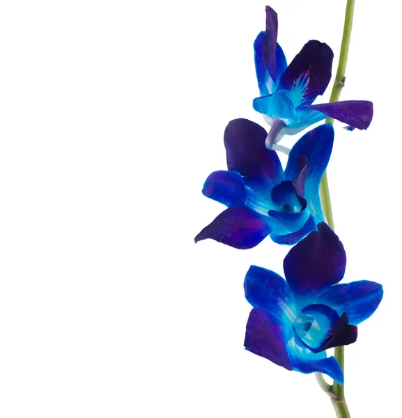 Orquidea azul fotos de stock, imágenes de Orquidea azul sin royalties |  Depositphotos