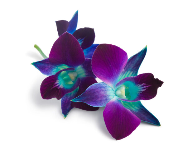 Orchid Stock Image