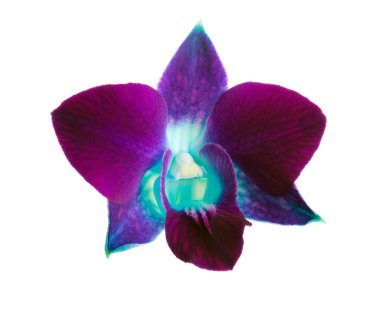 Purple orchid clipart