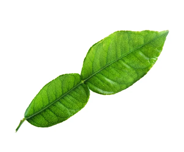Kaffir lime leaf — Stock Photo, Image