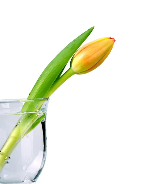 Hermoso tulipán naranja — Foto de Stock